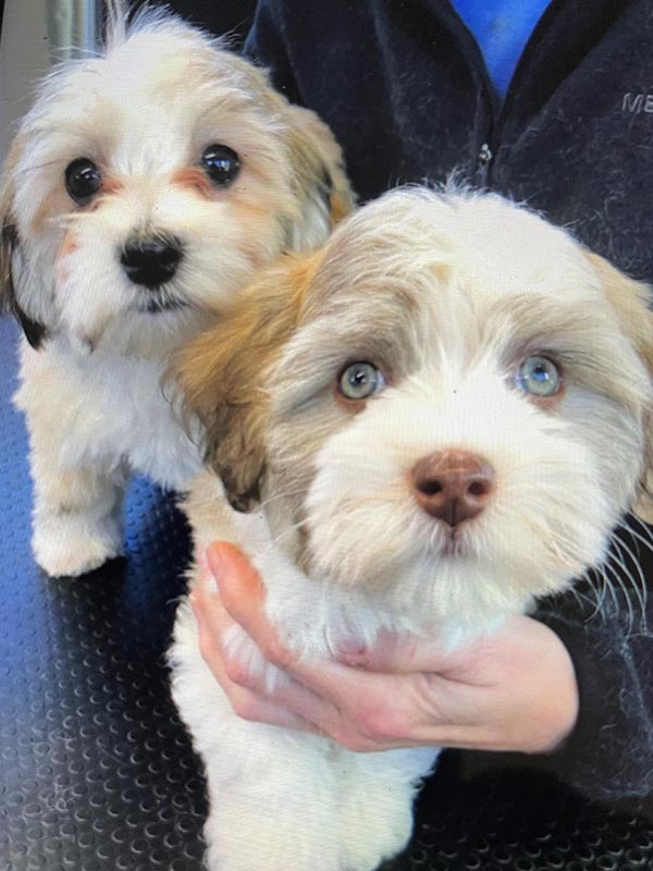 Havanese shih best sale tzu for sale